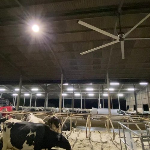 Cattle Fan 3