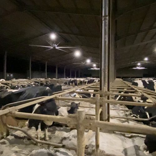 Cattle Fan 4