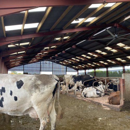 Cattle Fan 6