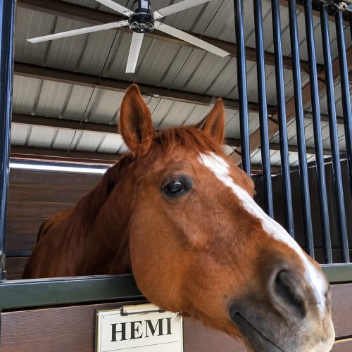 horse 3